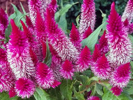 Florile celosia - în creștere din semințe; fotografie celosia, plantare celosia și de îngrijire în grădină; celosia pene