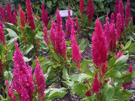 Florile celosia - în creștere din semințe; fotografie celosia, plantare celosia și de îngrijire în grădină; celosia pene