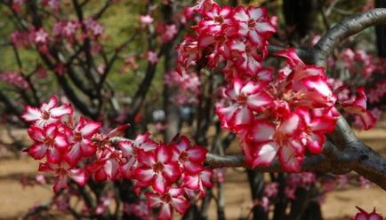 îngrijire video de flori Adenium, condițiile de creștere, schimbare în casă, fotografii și descrierea