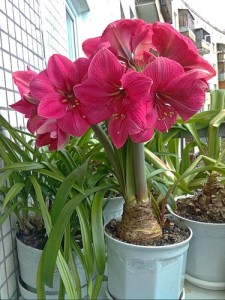 Amaryllis floare - în special de îngrijire la domiciliu (fotografii și video)