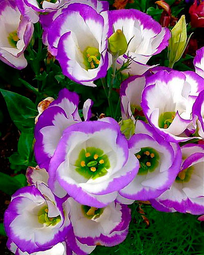 Flower Eustoma fotografie și descrierea condițiilor de creștere