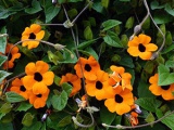 flori Dahlia - plantare și îngrijire, dalii fotografie, cultivare și descriere Dahlia; cum se păstrează
