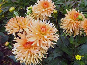 flori Dahlia - plantare și îngrijire, dalii fotografie, cultivare și descriere Dahlia; cum se păstrează