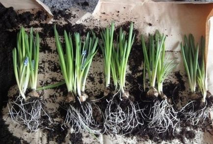 Muscari flori de plantare, îngrijire și propagarea în câmp deschis (o floare) Muscari flori de plantare, îngrijire și propagarea în câmp deschis