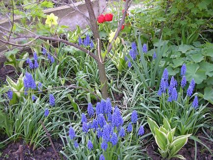 Muscari flori de plantare, îngrijire și propagarea în teren deschis (atunci când săpat Muscari după înflorire) Muscari flori de plantare, îngrijire și propagarea în câmp deschis