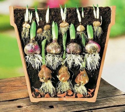 Muscari flori de plantare, îngrijire și propagarea în câmp deschis (plantare Muscari și îngrijire în câmp deschis) Muscari flori de plantare, îngrijire și propagarea în câmp deschis