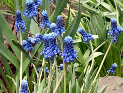 Muscari flori de plantare, îngrijire și propagarea în câmp deschis