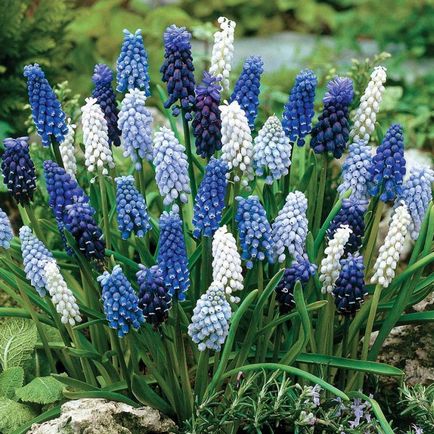 Muscari flori de plantare, îngrijire și propagarea în câmp deschis (plantare Muscari și îngrijire în câmp deschis) Muscari flori de plantare, îngrijire și propagarea în câmp deschis