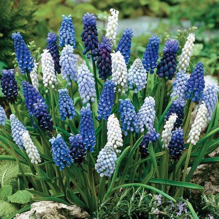 Muscari flori de plantare, îngrijire și propagarea în câmp deschis