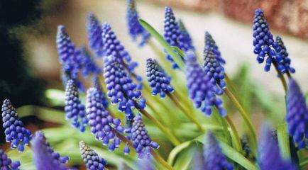 Muscari flori de plantare, îngrijire și propagarea în câmp deschis