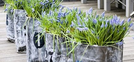 Muscari flori de plantare, îngrijire și propagarea în câmp deschis