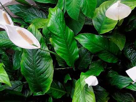 Flower Spathiphyllum - de îngrijire la domiciliu; de ce Spathiphyllum se usuca, galben, negru și de cotitură