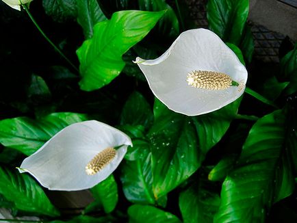 Flower Spathiphyllum - de îngrijire la domiciliu; de ce Spathiphyllum se usuca, galben, negru și de cotitură