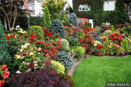 arbuști ornamentali pentru grădină și grădină