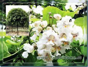 Catalpa copac - fotografie, îngrijire, cultivare și propagare și de plantare, site-ul de grădină, și cabana