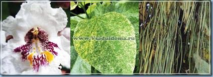 Catalpa copac - fotografie, îngrijire, cultivare și propagare și de plantare, site-ul de grădină, și cabana