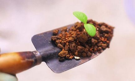 De ce și cum să dezinfecteze sol înainte de plantare răsaduri