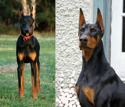 Istoria Doberman, caracterul și caracteristicile standard ale conținutului (fotografii și video)