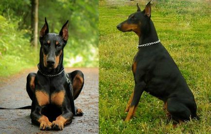 Istoria Doberman, caracterul și caracteristicile standard ale conținutului (fotografii și video)