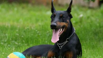 Istoria Doberman, caracterul și caracteristicile standard ale conținutului (fotografii și video)