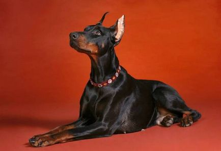 Istoria Doberman, caracterul și caracteristicile standard ale conținutului (fotografii și video)