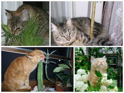 Acasă houseplants cum de a alege plante care sunt sigure pentru animale și pentru a îmbunătăți mediul