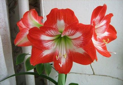 îngrijire flori Acasă Amaryllis, foto și video