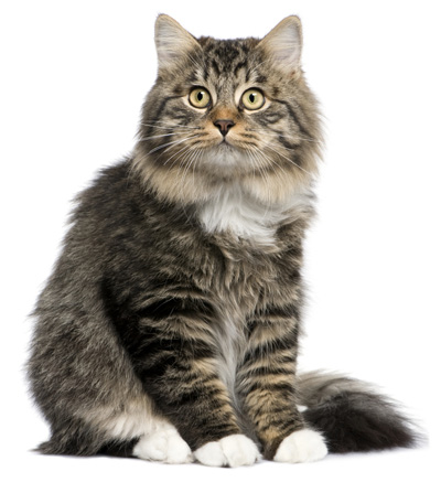 Descriere pisică domestică rasa, foto si video materiale despre comentarii specii