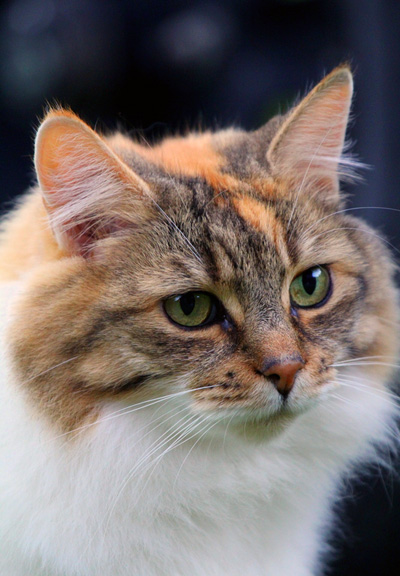 Descriere pisică domestică rasa, foto si video materiale despre comentarii specii