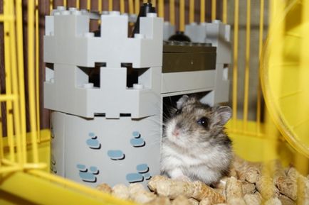 Casa de hamster cu propriile sale mâini