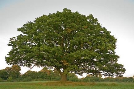 Oak - o descriere, specii, coaja de stejar, proprietăți utile