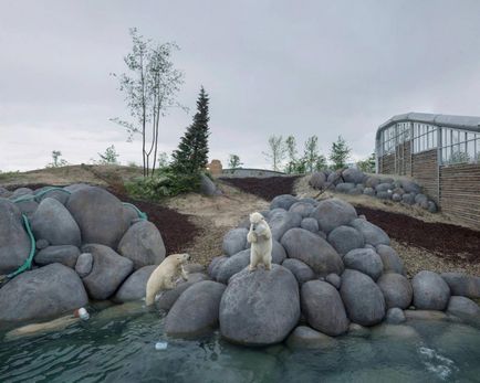 Fotografie: sfasietoare viață tristă a urșilor polari în captivitate, umkra