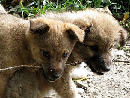 mutts Foto, corcitură, caracter corcitură, agresiune, de protecție, paza calitatea corcituri,