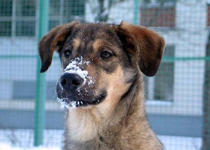 mutts Foto, corcitură, caracter corcitură, agresiune, de protecție, paza calitatea corcituri,