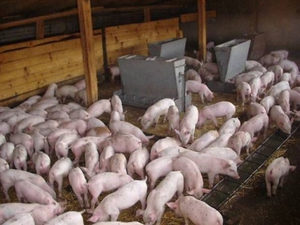 Metode eficiente de îngrijire porci de lapte lunare și hrănirea acestora