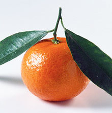 Orange cerere de ulei esențial, acțiune și proprietăți terapeutice