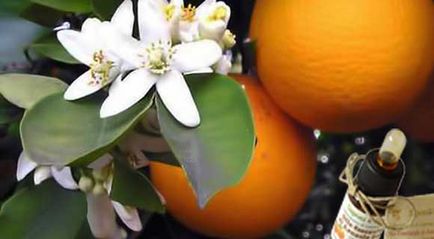 portocaliu dulce proprietăți de ulei esențial și aplicații ale celulitei, părului și facial
