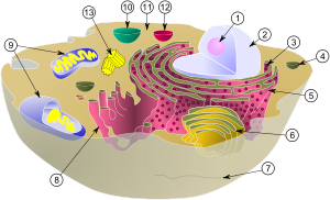 Endoplasmic reticulum - l (Anatomia morfologia plantelor) Endoplasmic reticulum - un