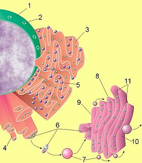 Endoplasmic reticulum - a (reticulul endoplasmic neted) Endoplasmic reticulum - un