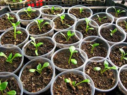 Eustoma mulți ani să crească din semințe, plantare, îngrijire, reproducere, foto, video
