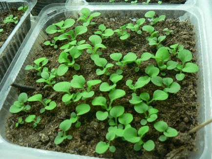 Eustoma mulți ani să crească din semințe, plantare, îngrijire, reproducere, foto, video