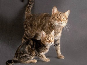 fotografii europene shorthair pisica, pret, natura rasei, descriere, videoclip