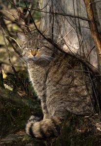 fotografii europene Shorthair pisică