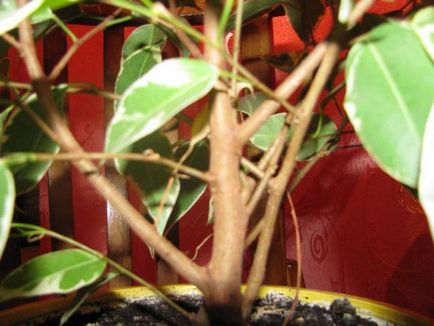 ingrijire de transplant Ficus benjamina, udare, fotografii