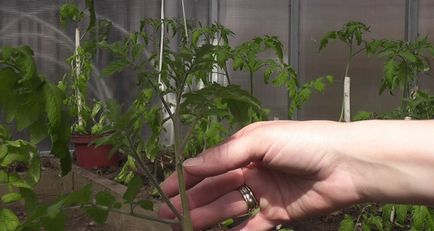 Formarea tomatele Bush în seră ca un drept, roșii în creștere, diagrama, video