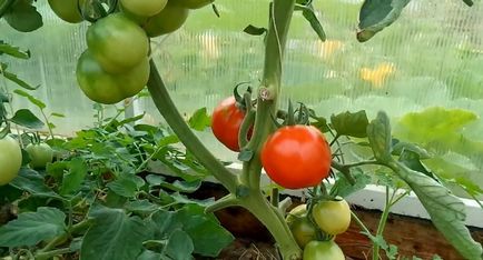 Formarea tomatele Bush în seră ca un drept, roșii în creștere, diagrama, video