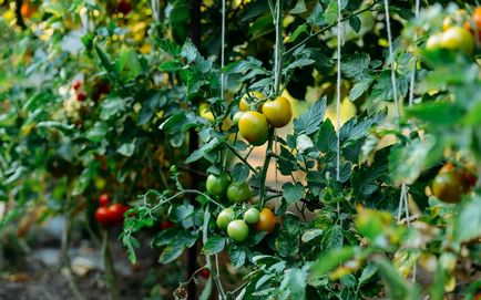 Formarea de tomate în seră și un set de instrucțiuni câmp deschis și diagrame în grădină ()