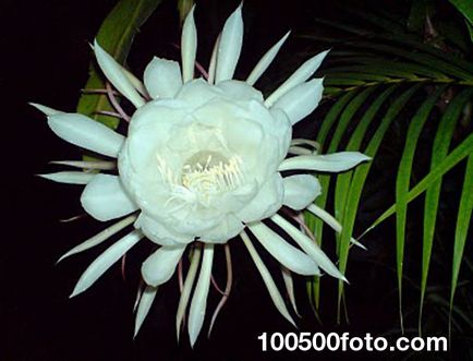 Fotografii din cele mai frumoase flori care infloresc numai pe timp de noapte