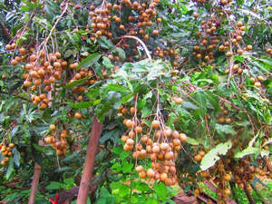 fructe Longan din Thailanda - O descriere detaliată a posibilului pentru cultivarea ei în casă