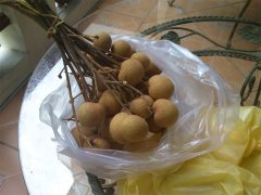 fructe Longan, proprietățile, compoziția și cum să mănânce fructe longan